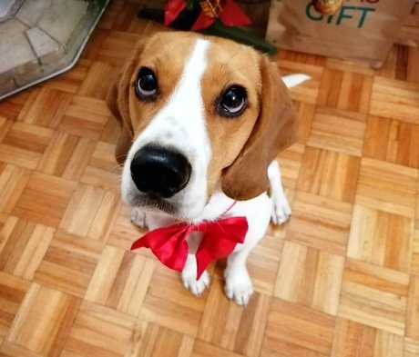 Foto desnuda filtrada de OnlyFans de Pipas The Beagle