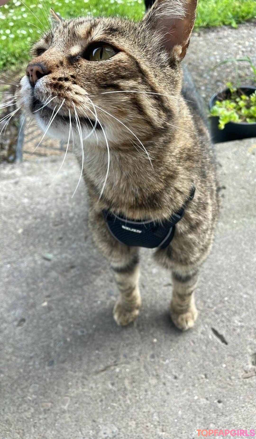 Foto desnuda filtrada de OnlyFans de Lilpinkalien #1494