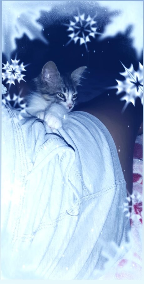 Lulita