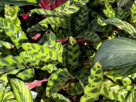 Foto desnuda filtrada de OnlyFans de Natey Boy