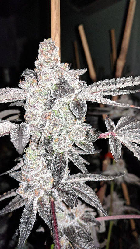 Foto desnuda filtrada de OnlyFans de Tretheplug