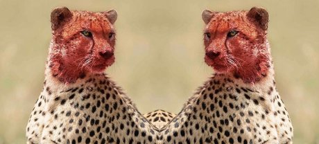 Foto desnuda filtrada de OnlyFans de Tatted Cheetah 