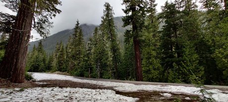 Divine Goddess Pnw
