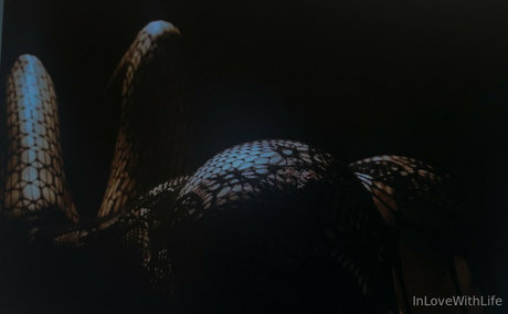 Miss Marie Elisabeth