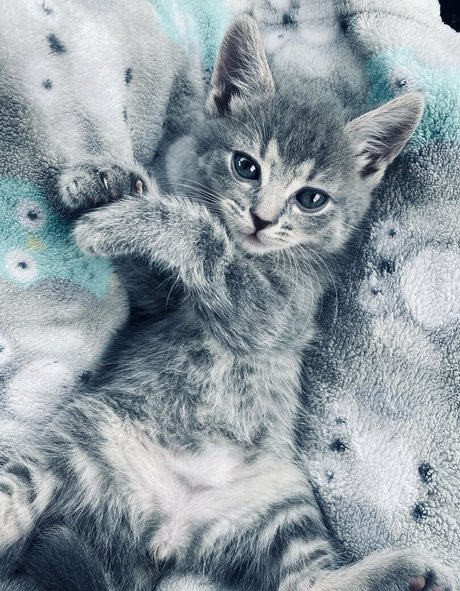 Xxxhookedonbrookefree